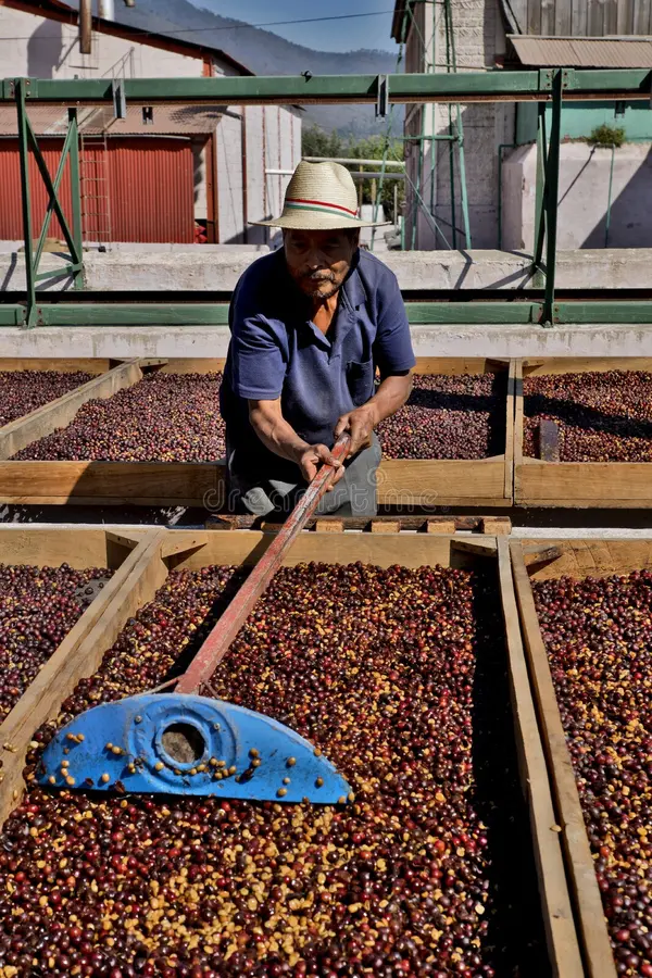 Farmer drying coffee